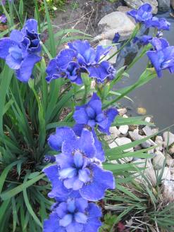 Iris siberica and wildlife pond.